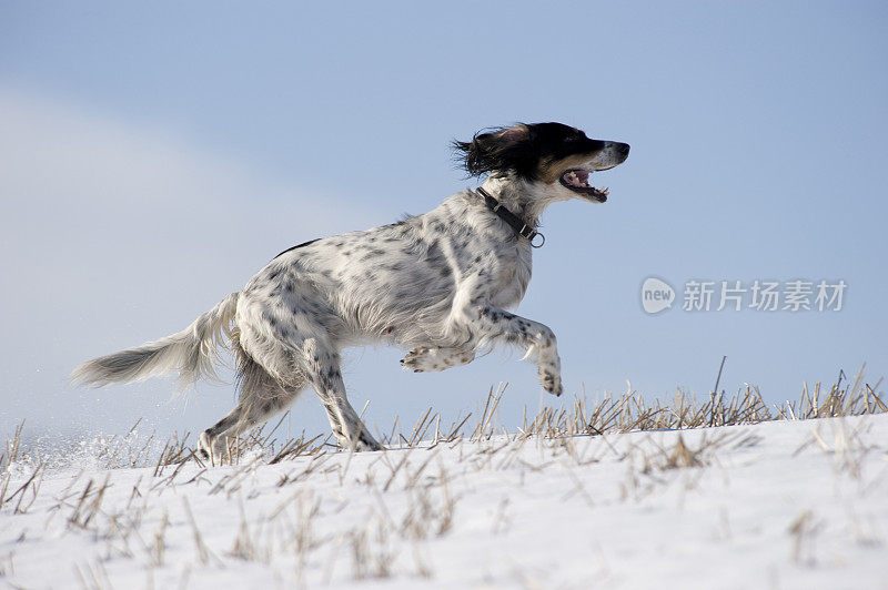 田野里的英国猎犬