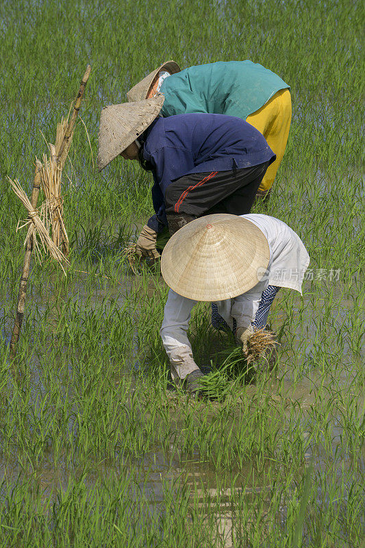 越南稻田工人手工种植水稻