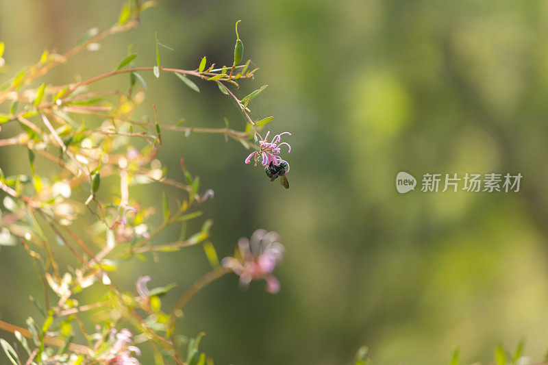 孔雀木蜂