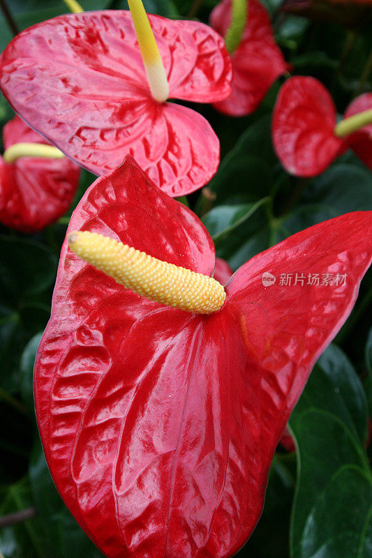 红掌――热带花