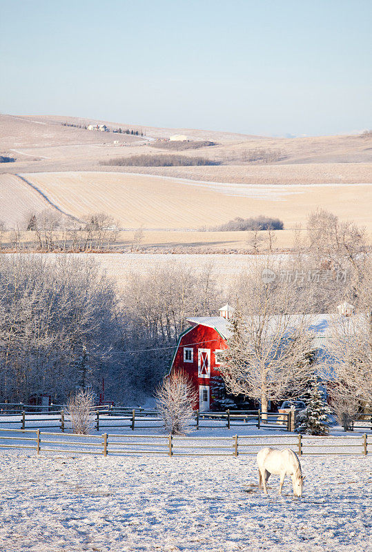 冬天的白马和红谷仓