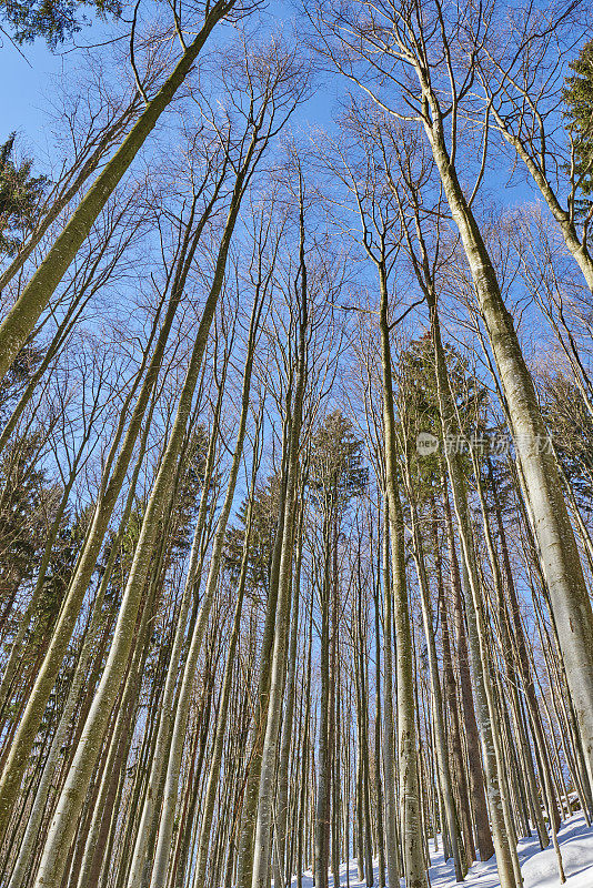 山毛榉森林