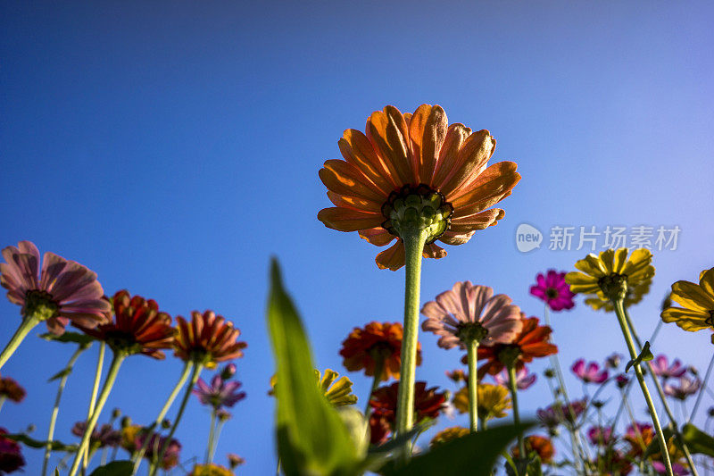 阳光下五颜六色的花朵