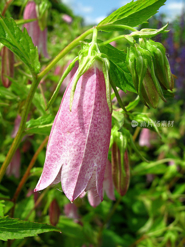 坎帕努拉点缀花