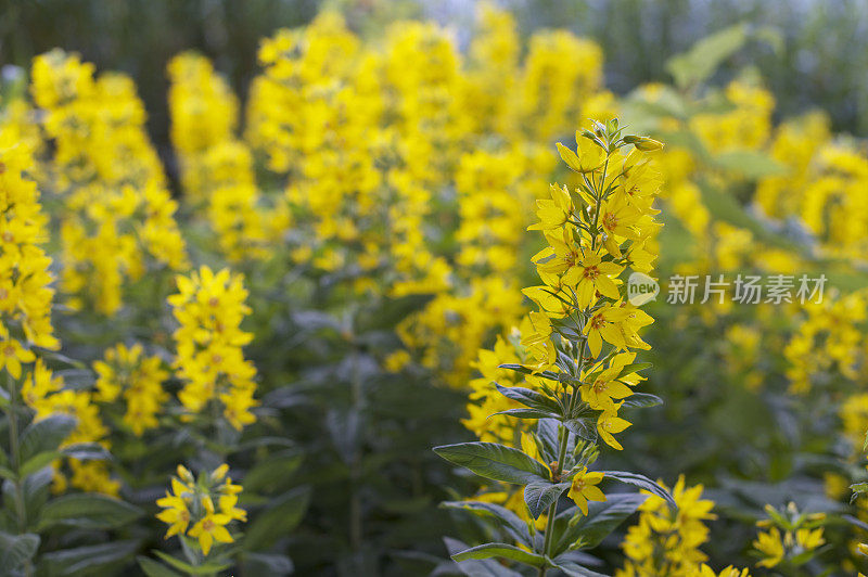 斑点松散的与高耸的，黄色的花穗