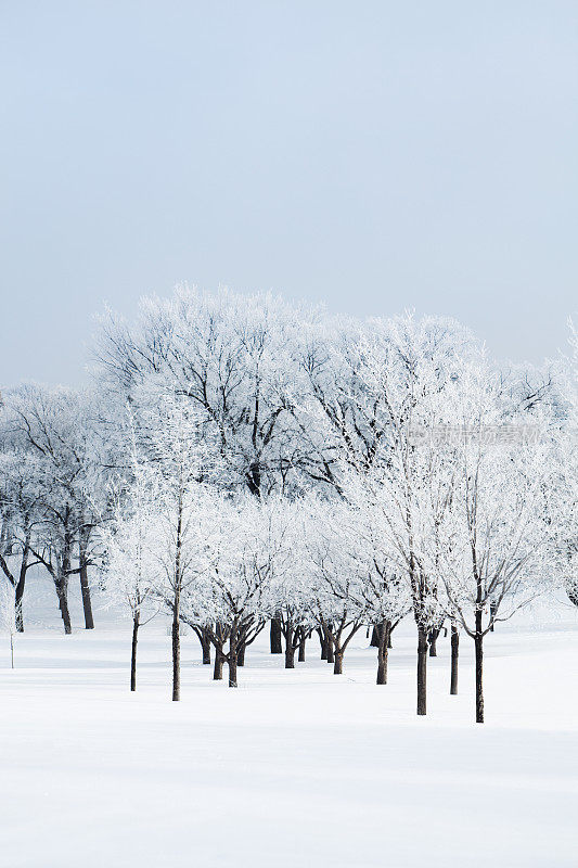 白霜冬季森林自然景观景观:树木，白霜，雪景