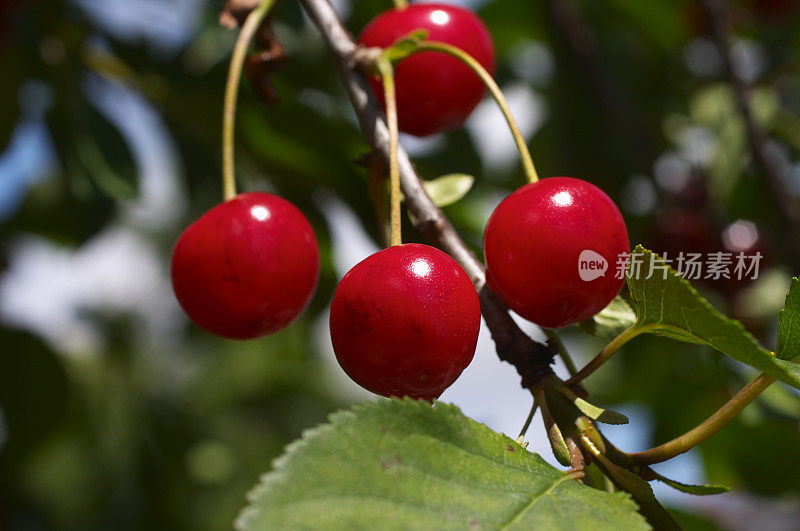 夏季水果甘美的红樱桃