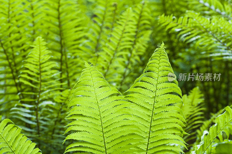 蕨类植物的叶子