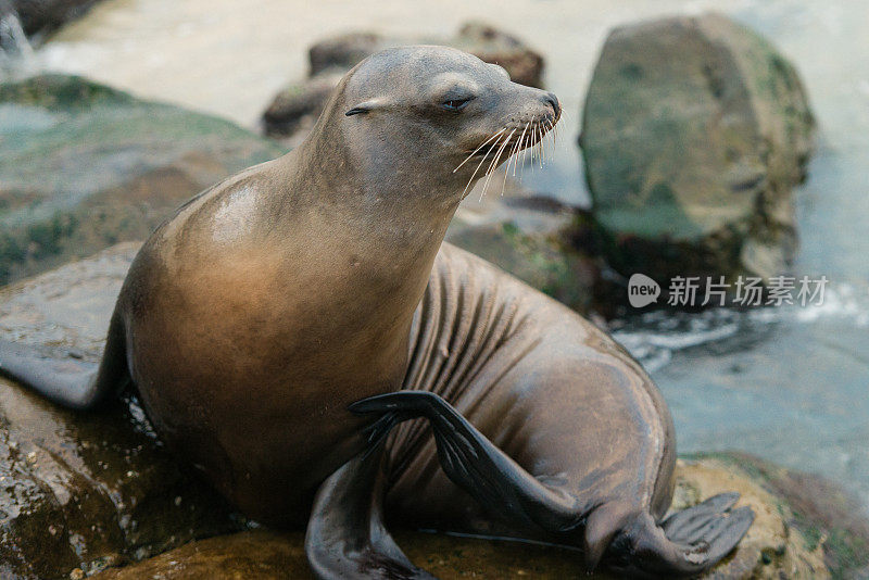 拉霍亚湾海狮