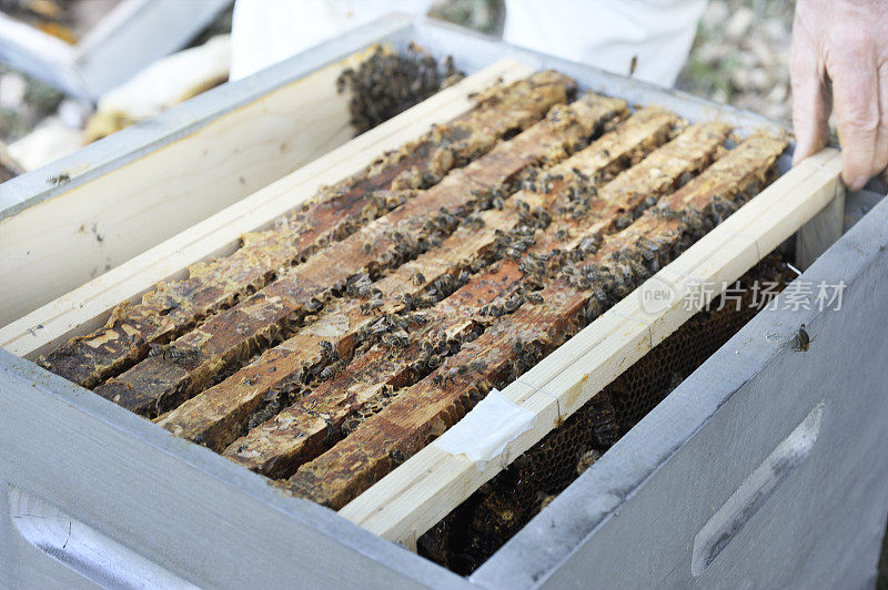养蜂人在蜂巢中混合新旧框架
