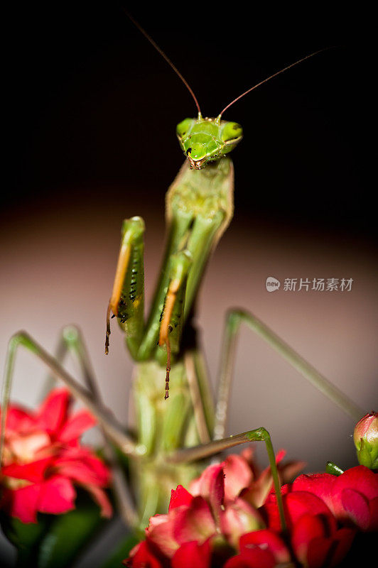 花上的螳螂