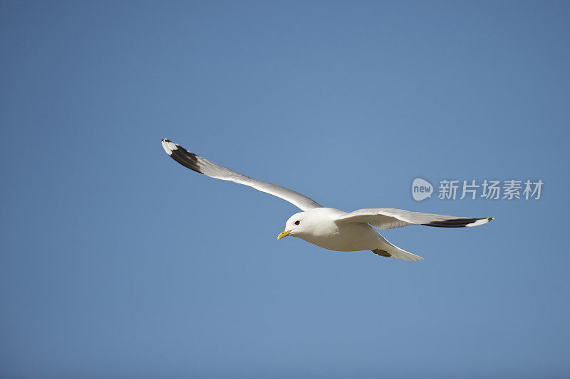 在春天或夏天，蓝天下飞翔的海鸥