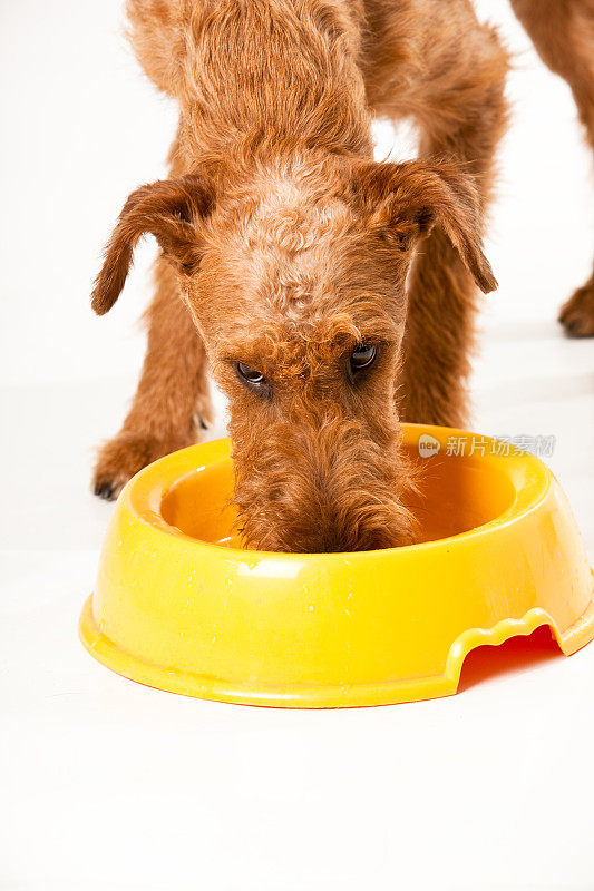 爱尔兰梗犬正在喝水