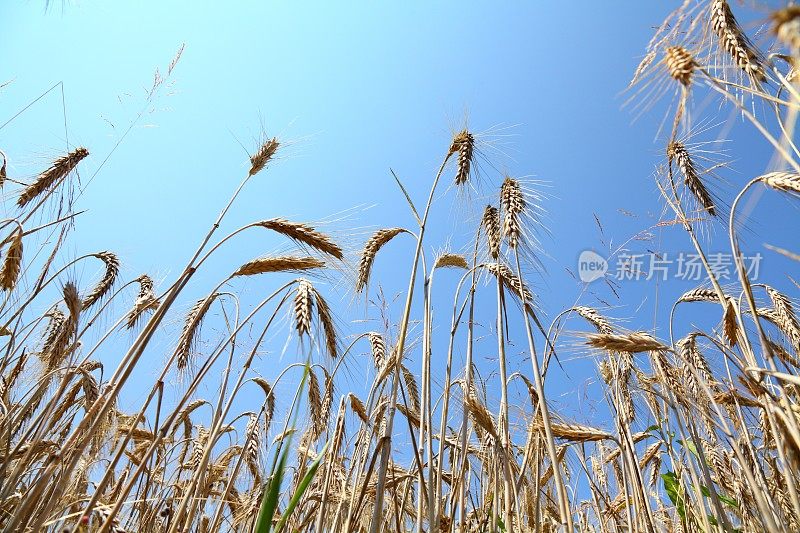 成熟的小麦、玉米、谷类植物和蓝天