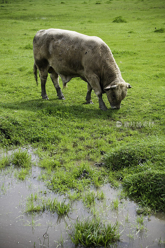 公牛在乡下吃草