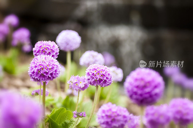 鸡腿樱草花和瀑布