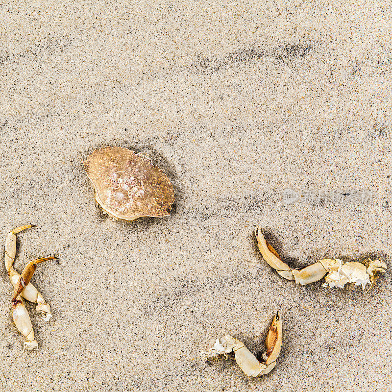蟹壳在沙滩上