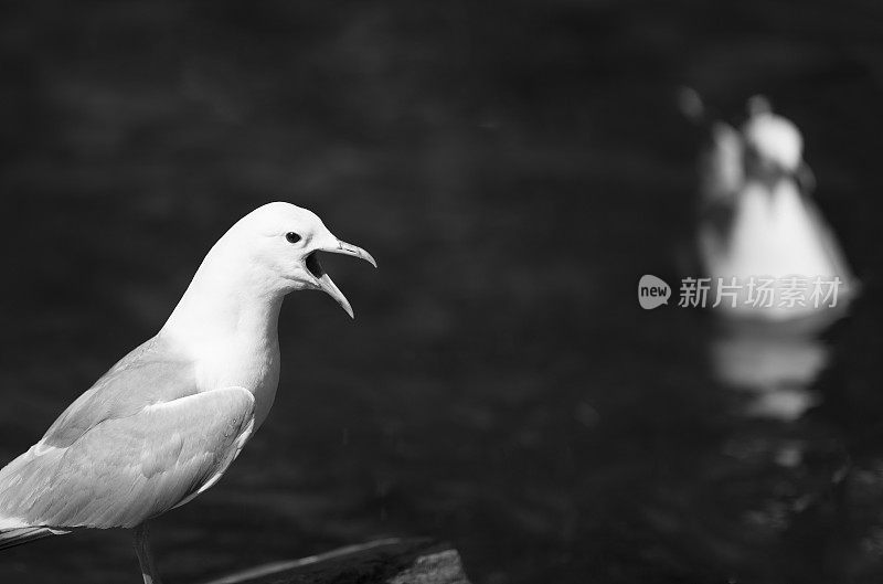 一只尖叫的海鸥站在岸边的一块岩石上