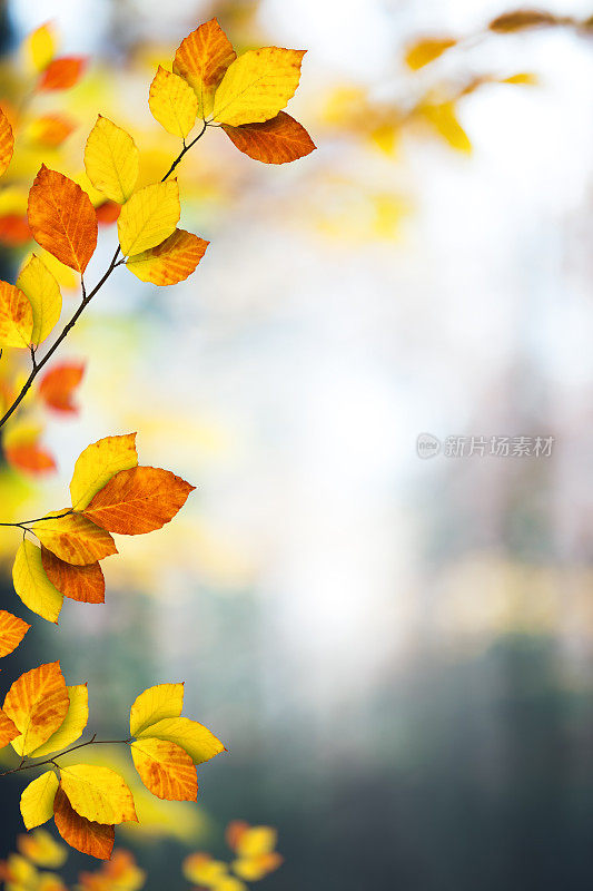 丰富多彩的秋叶