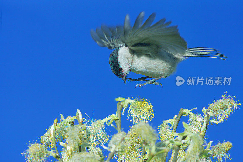 沼泽多飞