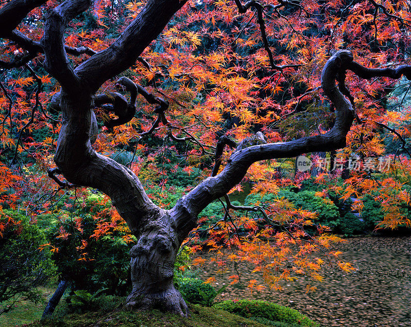 秋天枝干多节的日本枫树