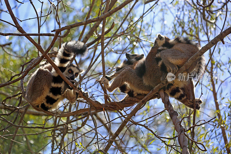 马达加斯加:伊萨洛国家公园的环尾狐猴