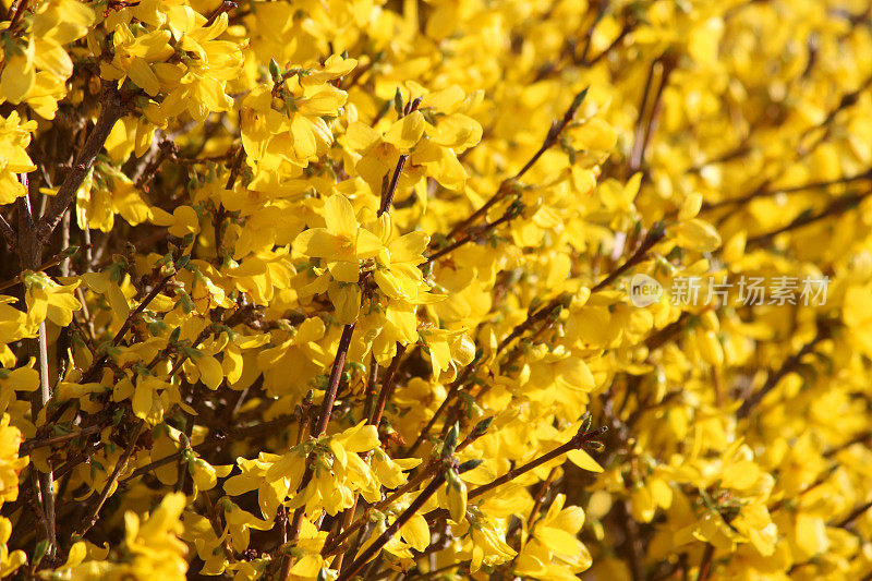 连翘花的形象修剪开花篱笆在阳光花园