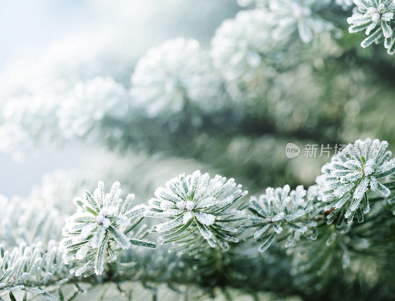 植物的树枝上结霜