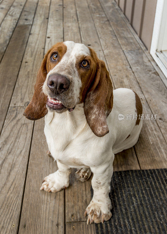 年轻的巴塞特猎犬