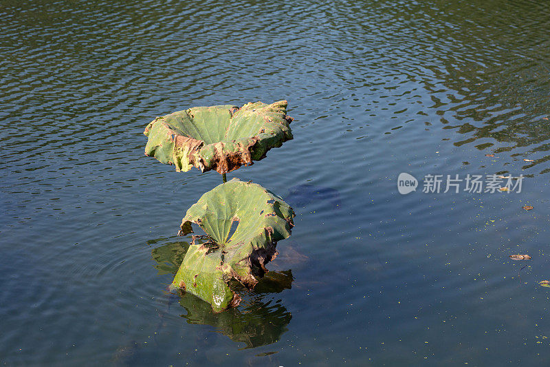 池塘里的枯荷花