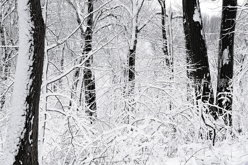 冬天的森林里下雪了