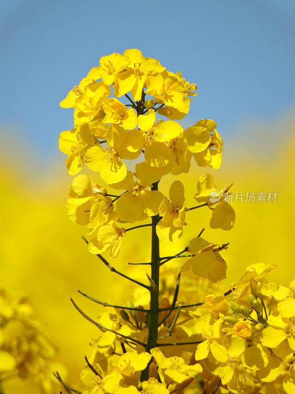 油菜开花