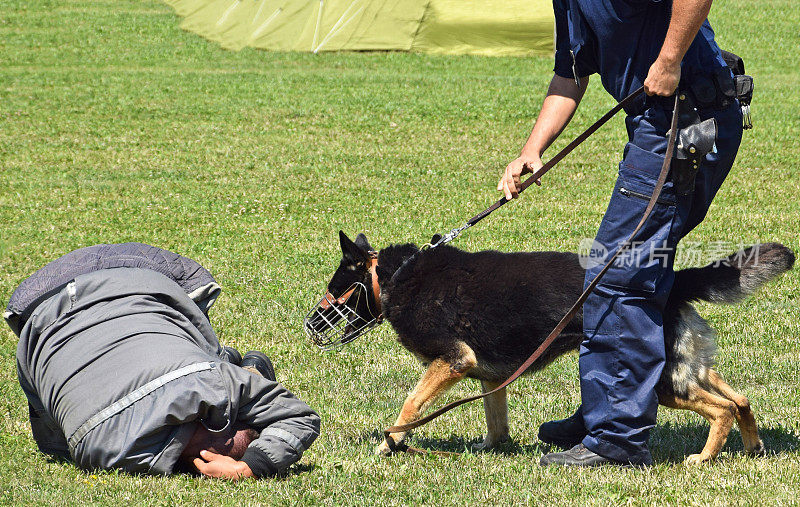 一个警察和他的狗