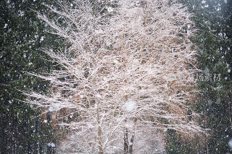 森林里下雪了