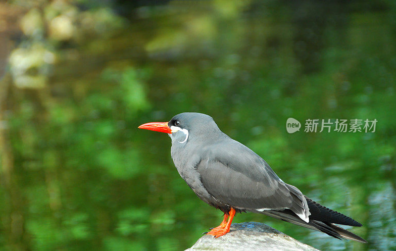 印加燕鸥栖息在岩石上