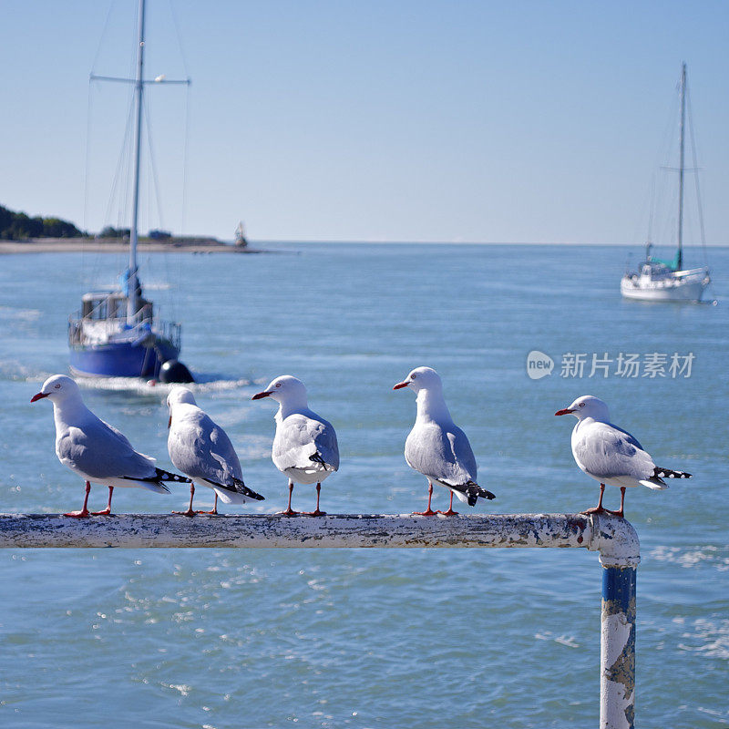 海鸥排成一行