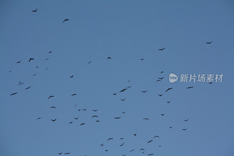 蓝色天空中的乌鸦