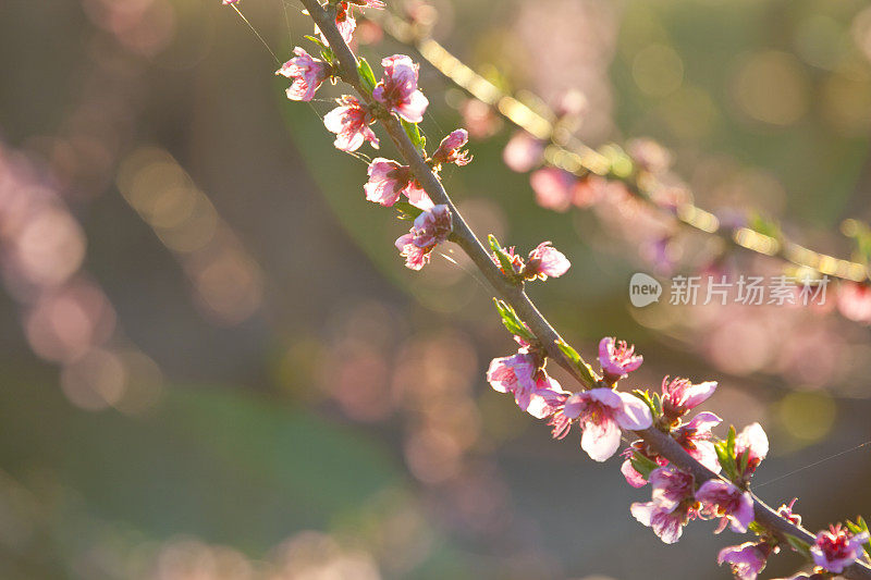 桃树开花了