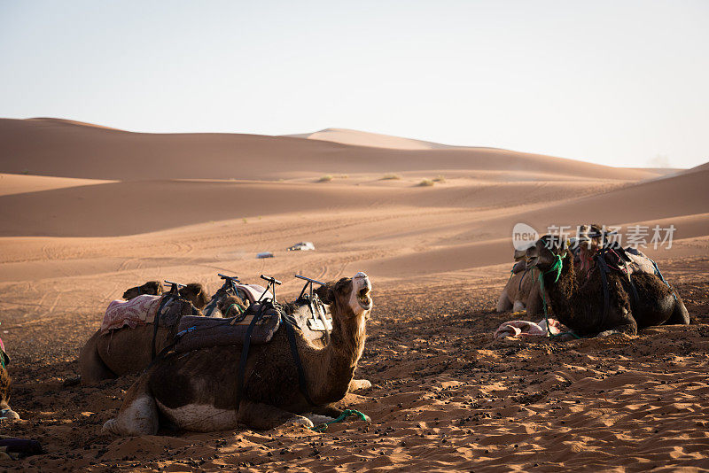 在撒哈拉沙漠徒步旅行的骆驼