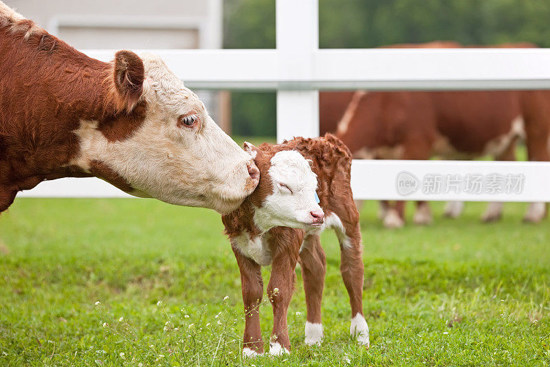 在赫里福德郁郁葱葱的绿色田野上，棕色斑点的母牛和小牛