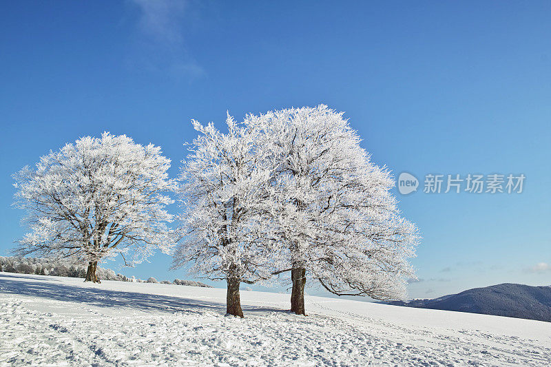 黑森林冬天的雪景