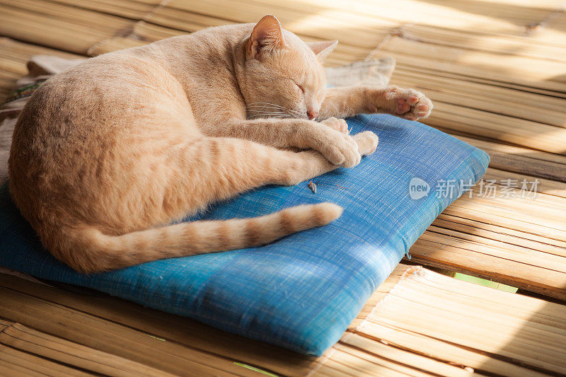 虎斑猫在垫子上休息