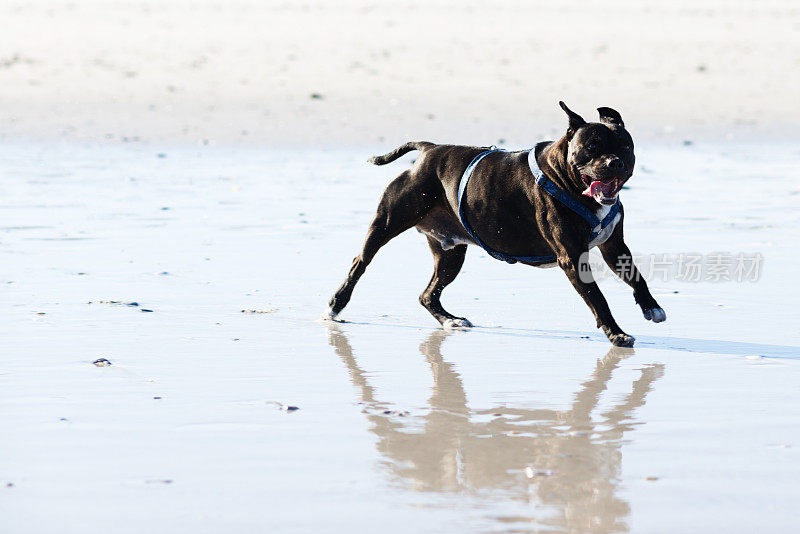 黑色家养狗在海滩上自由奔跑
