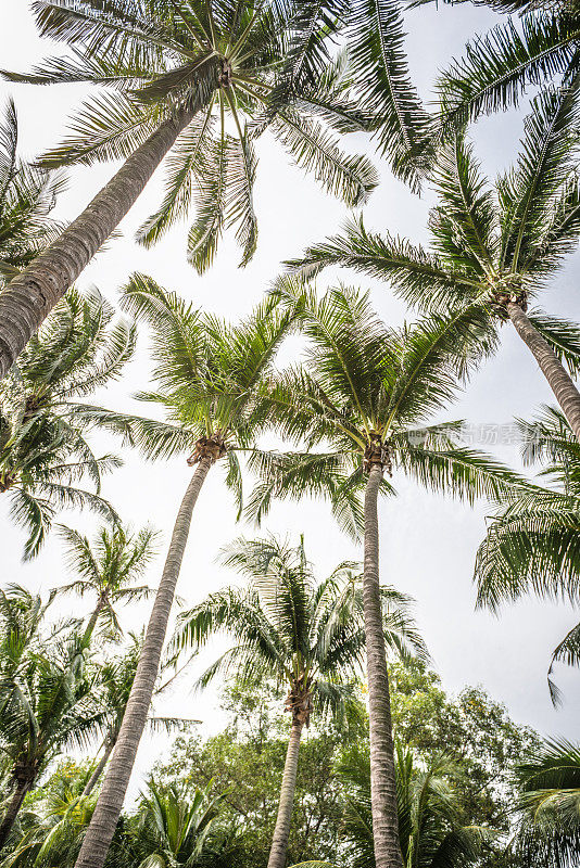 圣淘沙岛上的热带棕榈树