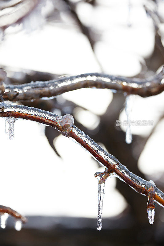 冬天冰冻的树枝