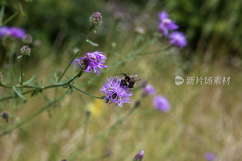 花上的蜜蜂