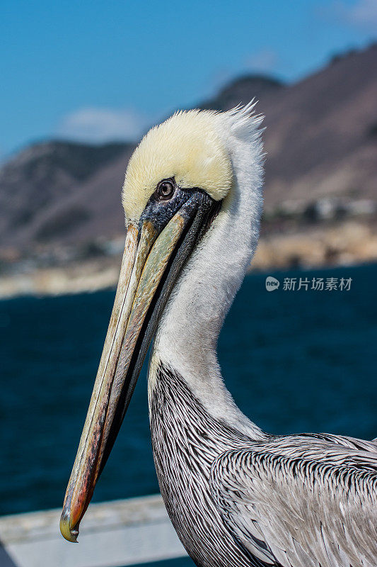 褐鹈鹕