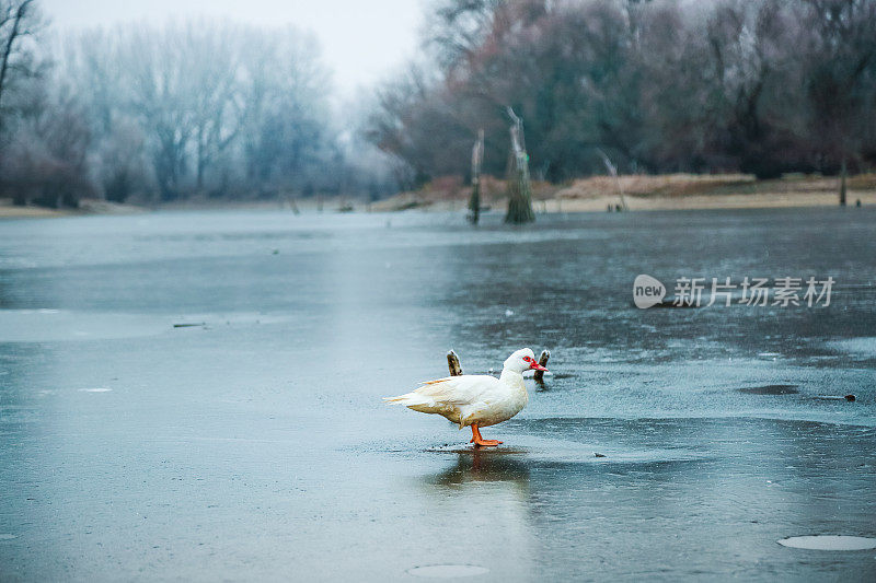 一只白色的鸭子站在多瑙河的冰面上