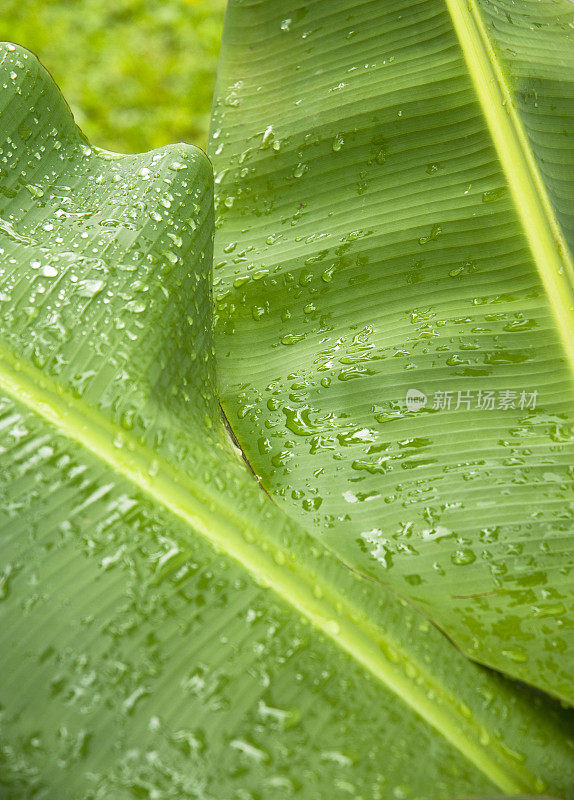 棕榈叶与水滴雨露绿色植物叶子