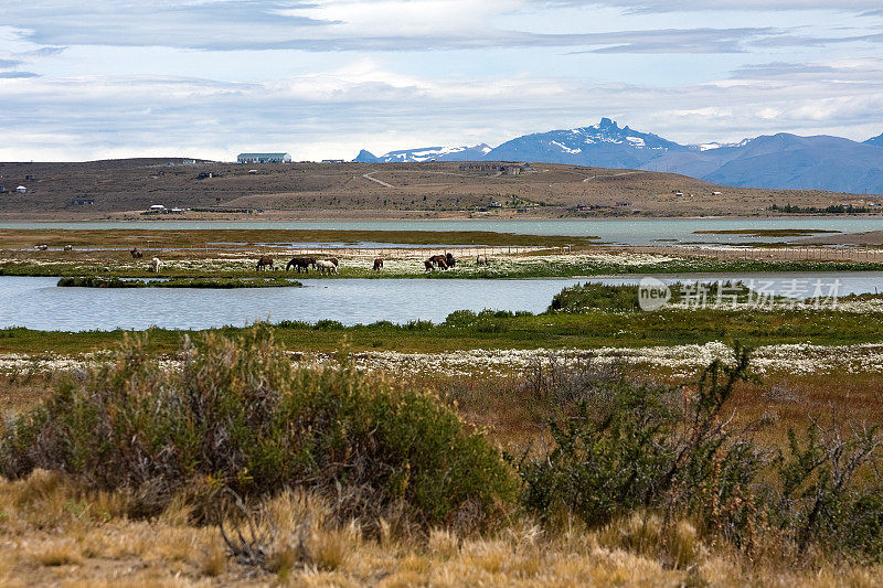 该Calafate